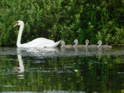 danube delta swan mother with her babies in the
